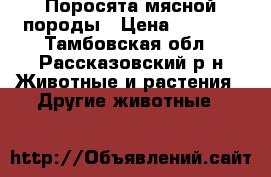 Поросята мясной породы › Цена ­ 2 200 - Тамбовская обл., Рассказовский р-н Животные и растения » Другие животные   